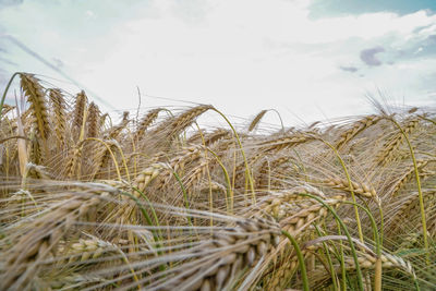 Close-up of stalks in field against sky