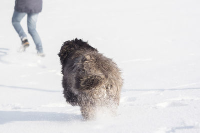 Low section of person with dog walking on snow