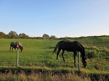 Horses grazing on field against clear sky