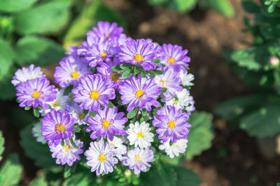 Close-up purple flower outdoors