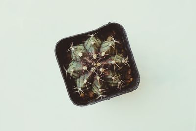 Close-up of food against white background