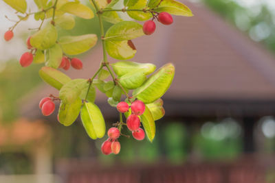 Close-up of berries growing on plant