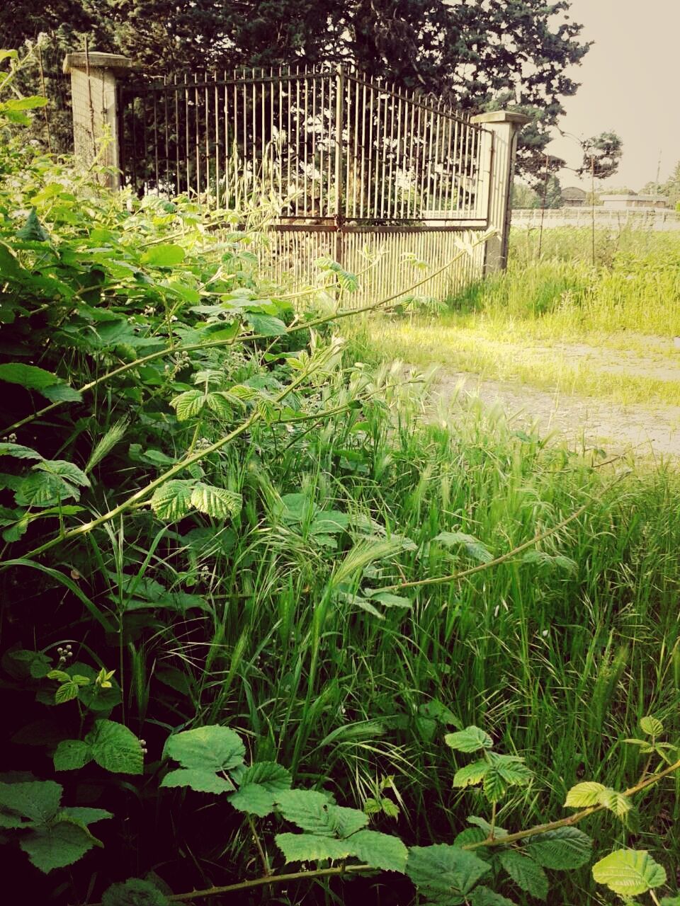 growth, green color, field, plant, grass, nature, tranquility, beauty in nature, agriculture, leaf, freshness, tranquil scene, rural scene, landscape, farm, grassy, day, outdoors, growing, fence