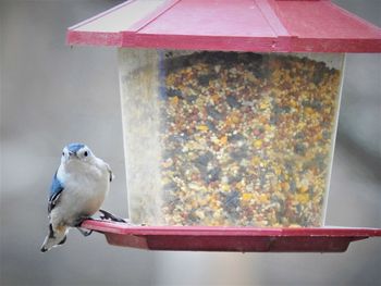 Close-up of bird perching on feeder