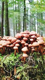 Close-up of mushrooms on tree trunk in forest