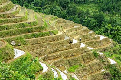 High angle view of terraced field