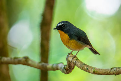 Close-up of bird perching on branch