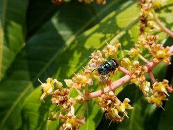 Close-up of bee pollinating on flower