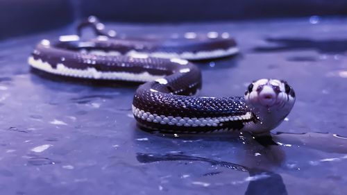 Close-up of snake on wet surface 