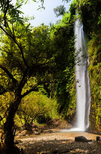 Scenic view of waterfall in forest