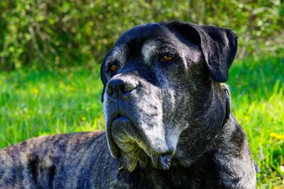 Close-up portrait of a dog