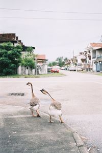 Duck on street