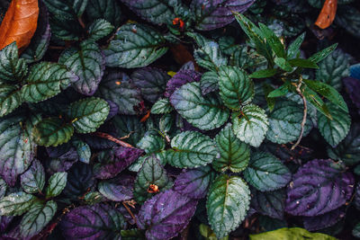 High angle view of berries growing on plant