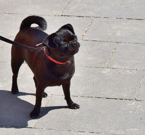 Dog standing on floor