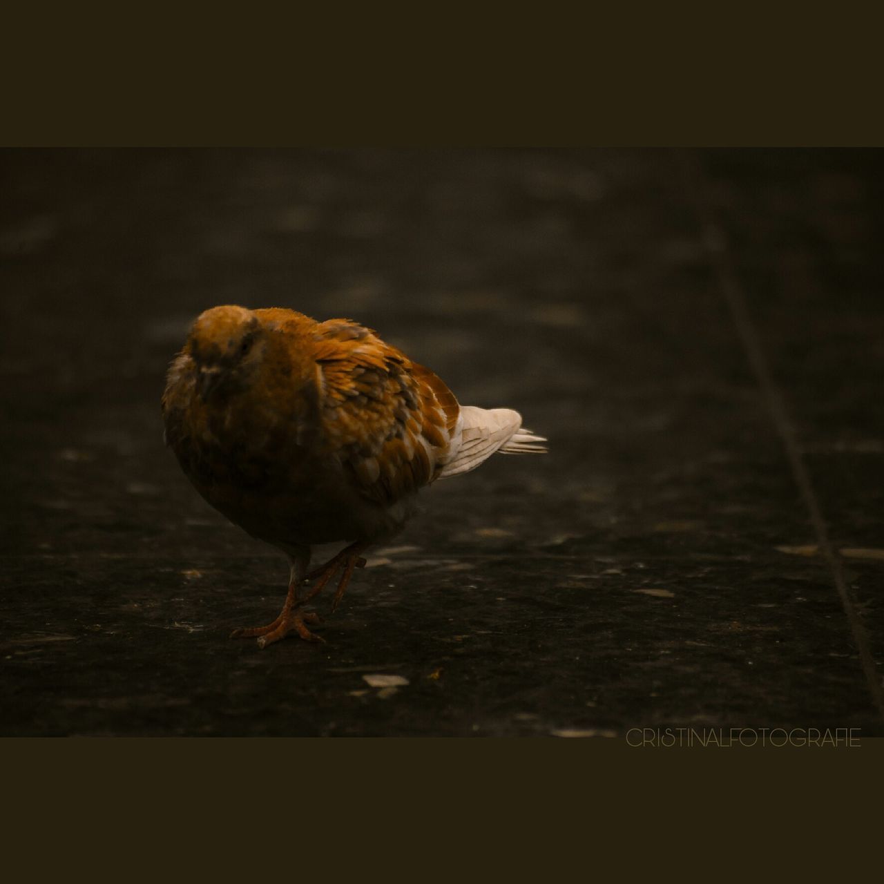 CLOSE-UP OF BIRDS