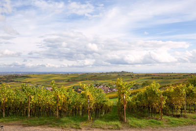 Scenic view of vineyard against sky