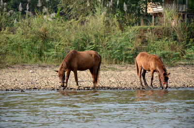 Horses in a lake
