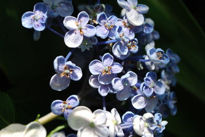 Close-up of purple flowers blooming outdoors