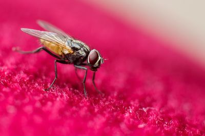 Close-up of fly on magenta textile