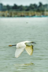 Close-up of bird on lake