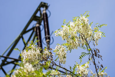 Low angle view of flower tree against blue sky