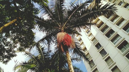 Low angle view of tree against sky