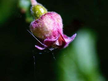 Close-up of honey bee on flower