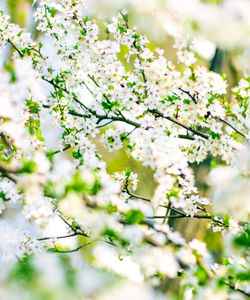 Close-up of cherry blossom