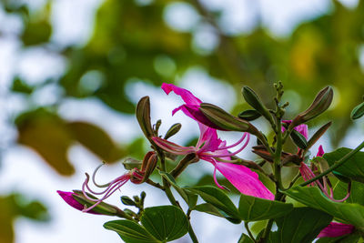 Close-up of pink flowering plant