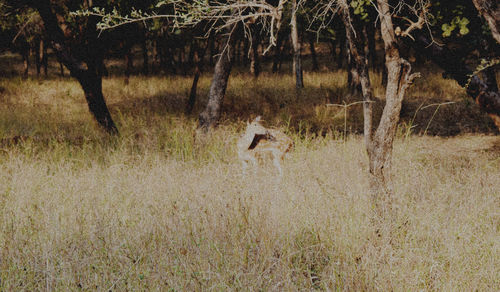 Bird on grass