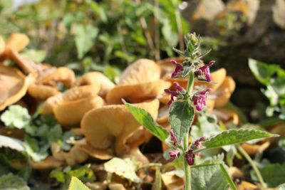 Close-up of plant