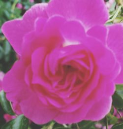 Close-up of pink flowers