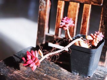 Close-up of pink flower pot on wood