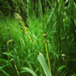 Close-up of grass growing in field