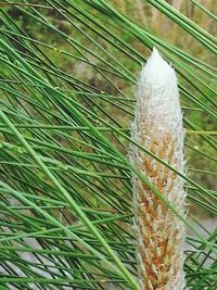 Close-up of plant