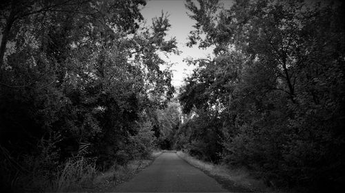 Empty road amidst trees in forest