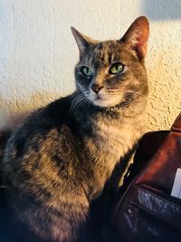 Portrait of cat sitting at home