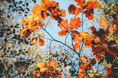 Low angle view of maple leaves on tree