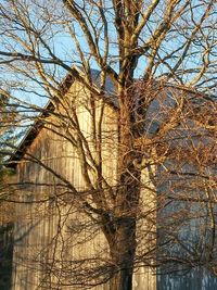 Bare trees against sky