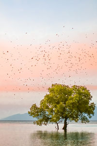 Flock of birds flying in the sky