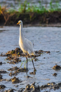 White duck on the lake