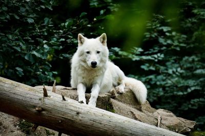 Portrait of wolf on wood