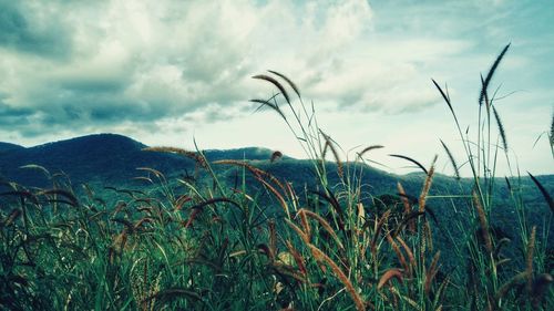 Plants growing on field against sky