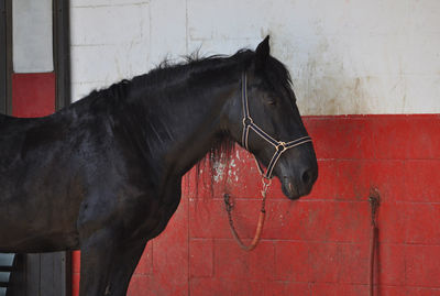 Horse standing against wall