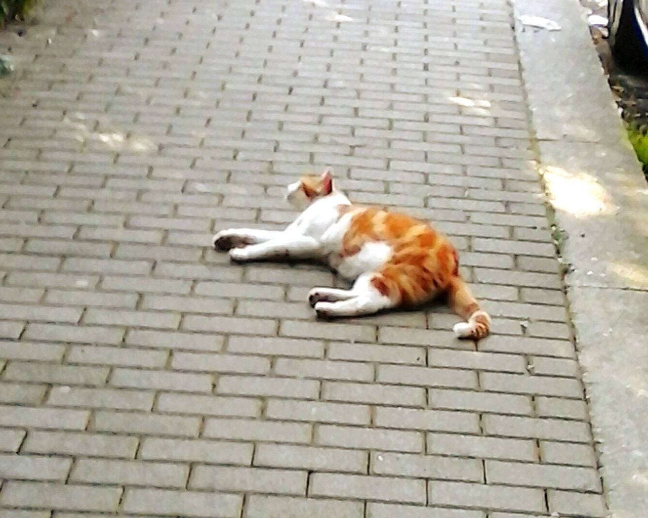 pets, domestic animals, animal themes, one animal, mammal, domestic cat, cat, dog, full length, high angle view, relaxation, feline, lying down, street, sitting, sunlight, resting, no people, zoology, tiled floor