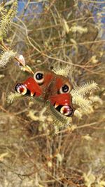 Close-up of butterfly on plant