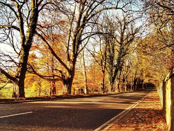 Road passing through forest