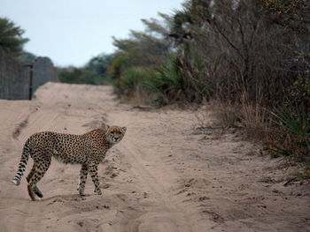 View of a cat walking on a land