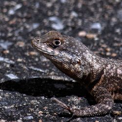 Close-up of lizard on rock