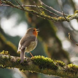 Close-up of bird perching on branch